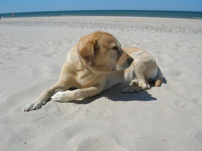 wakacje z psem nad morzem
